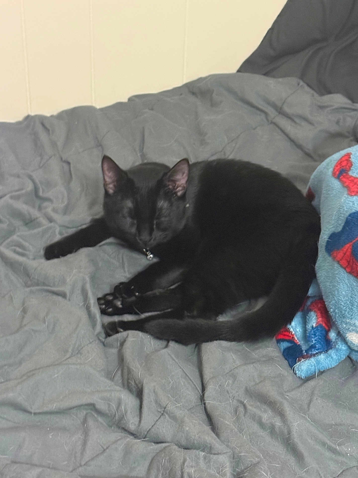 Lucy joined the competition — help win amazing prizes! cat, black_cat, sleeping, bed, blanket, gray_blanket, fur, pet, indoor, cozy, resting, animal, cute, domestic_cat, feline, tail, ears, collar, soft, comfort