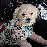 Zues is registered to the contest to win money with this photo: dog, white_dog, pet, fluffy, small_dog, shirt, floral_shirt, clothing, couch, blanket, indoors, cute, animal, fur, face, ears, paw, relaxed, looking, portrait