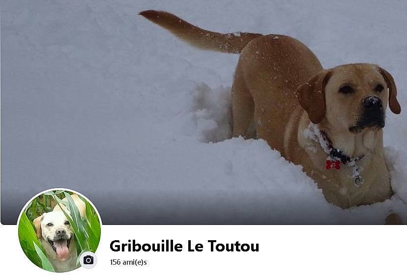 Gribouille a rejoint le concours — aidez-le/la à gagner de superbes lots ! carnivore, collar, companion_dog, dog, dog_breed, dog_collar, dog_supply, font, freezing, happy, logo, pet_supply, photo_caption, precipitation, retriever, snout, snow, sporting_group, winter, working_animal