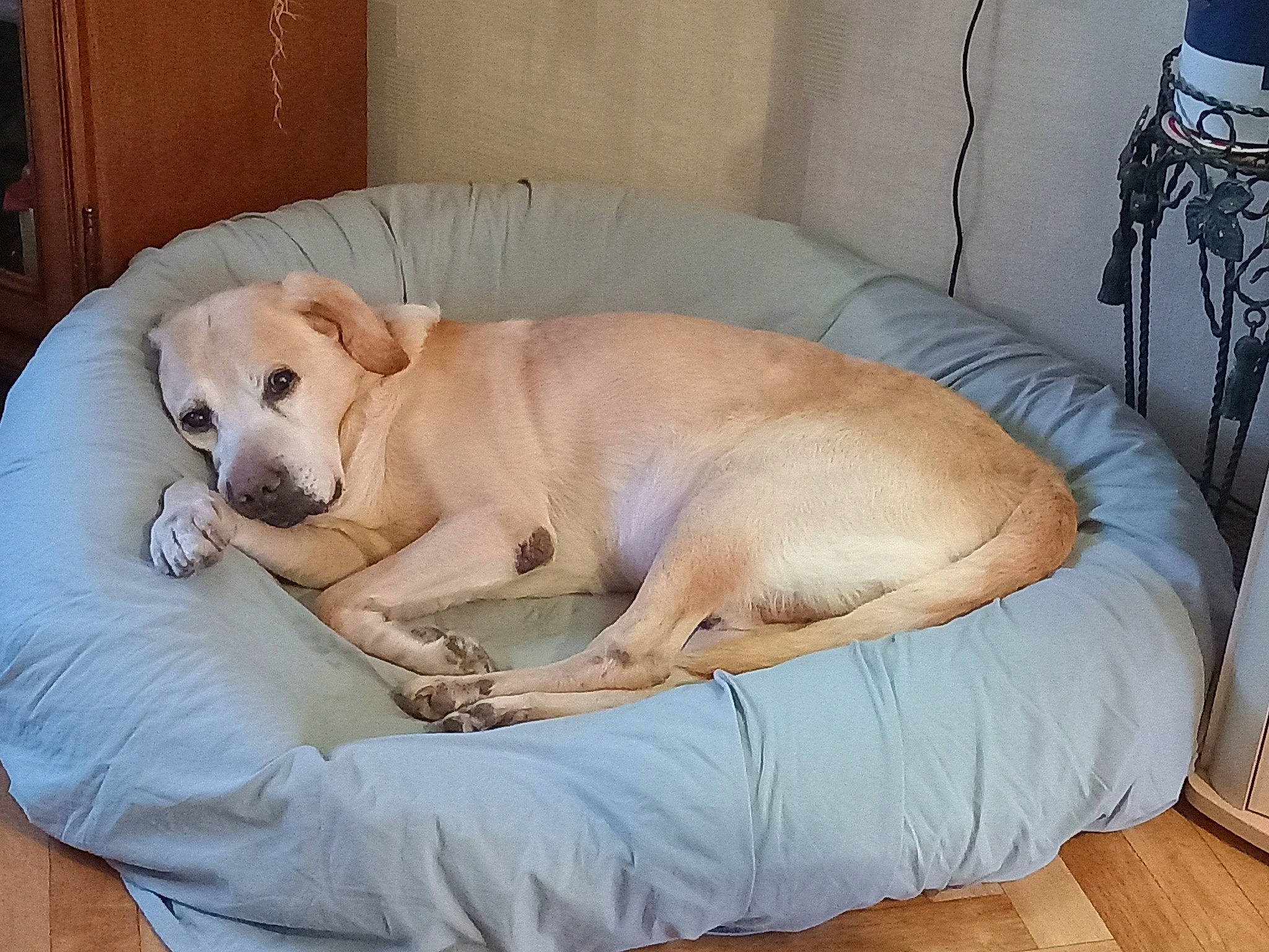 Gribouille a rejoint le concours — aidez-le/la à gagner de superbes lots ! canidae, carnivore, comfort, companion_dog, couch, dog, dog_breed, dog_supply, fawn, flooring, guard_dog, hardwood, paw, pet_supply, retriever, sporting_group, studio_couch, tail, wood_flooring, working_animal