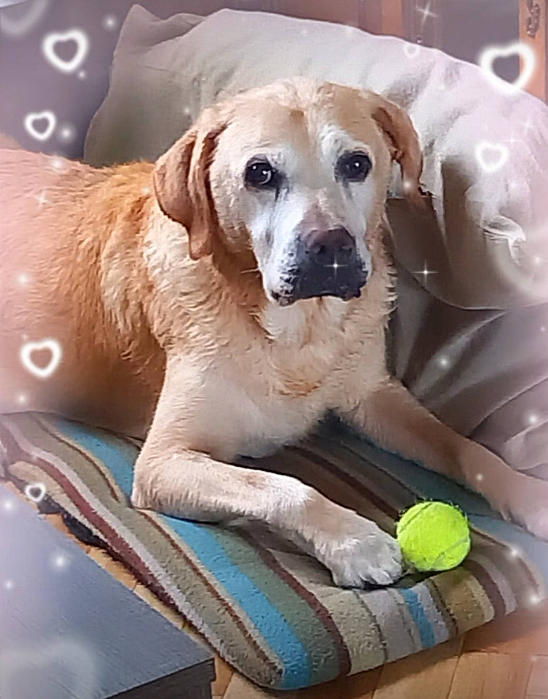 Gribouille participe au concours pour gagner de l'argent avec cette photo : canidae, carnivore, collar, companion_dog, dog, dog_breed, dog_collar, dog_supply, fawn, fur, paw, pet_supply, photo_caption, plant, smile, snout, sporting_group, tableware, whiskers, working_animal