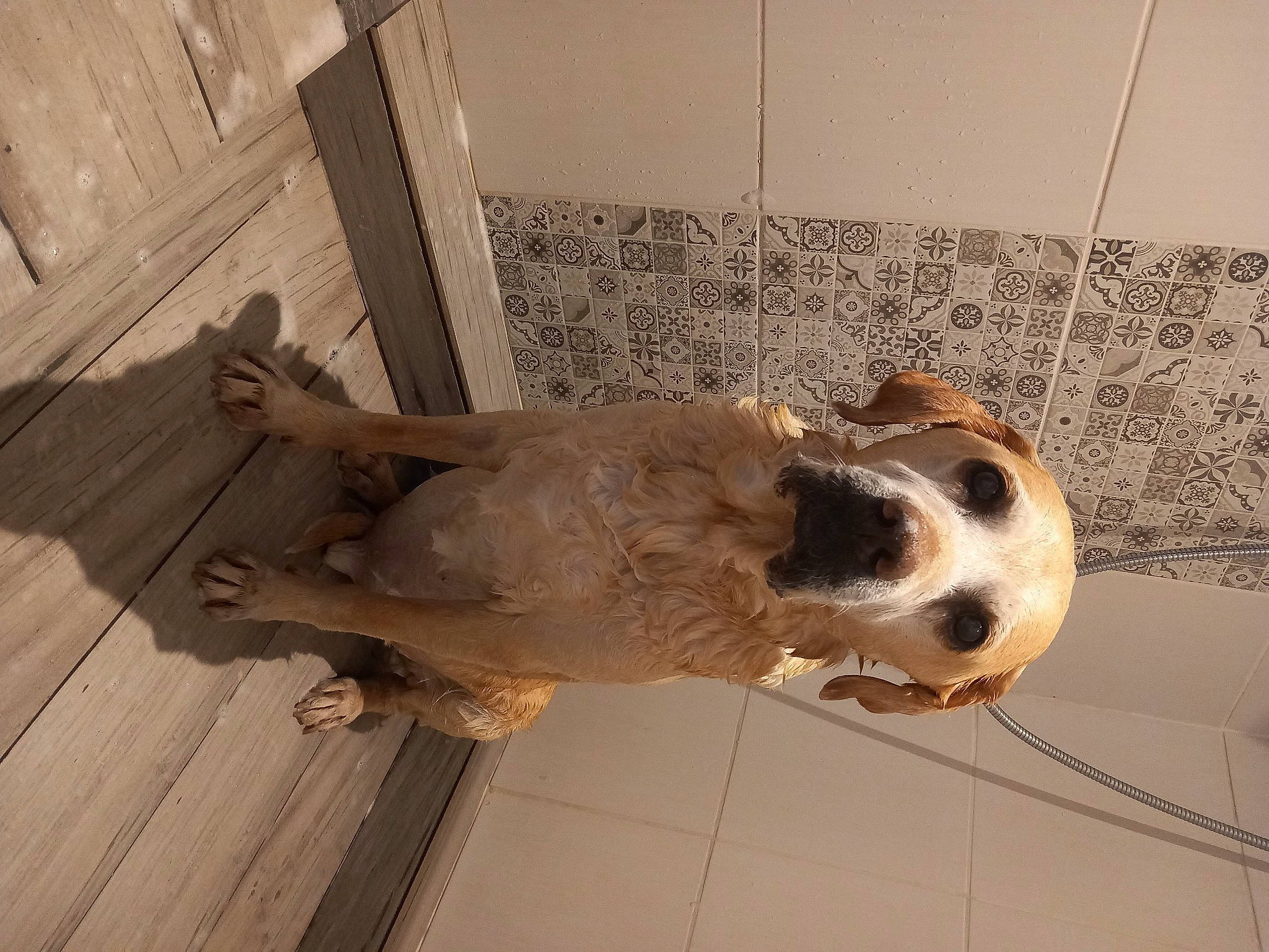 Gribouille participe au concours pour gagner de l'argent avec cette photo : canidae, carnivore, collar, companion_dog, dog, dog_breed, door, fawn, floor, flooring, hardwood, liver, metal, pet_supply, snout, sporting_group, tail, whiskers, wood, working_animal