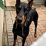 Mister is registered to the contest to win money with this photo: accessories, animal, appenzeller, brick, canine, cobblestone, dog, flagstone, head, hound, path, person, pet, pointer, policedog, road, sidewalk, strap, terrier, walkway