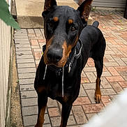 Mister joined the competition — help win amazing prizes! doberman, dog, pet, animal, outdoor, brick_patio, door, plant, flower, drool, collar, curious, alert, black_and_tan, canine, fence, sidewalk, potted_plant, house, ears_up
