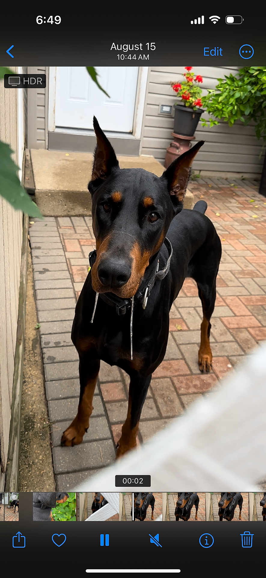 Mister joined the competition — help win amazing prizes! doberman, dog, pet, animal, outdoor, brick_patio, door, plant, flower, drool, collar, curious, alert, black_and_tan, canine, fence, sidewalk, potted_plant, house, ears_up