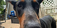 Mister is registered to the contest to win money with this photo: animal, architecture, box, building, canine, dog, fence, hound, house, housing, nature, neighborhood, outdoors, pet, plant, porch, pottedplant, puppy, shelter, yard