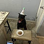 doberman, dog, birthday_hat, cake, stool, kitchen, tile_floor, person, smartphone, celebration, pet, indoor, wall, door, countertop, window_blinds, tongue_out, happy, party, photo