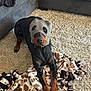 dog, doberman, mask, blanket, carpet, indoor, pet, animal, black, brown, knit, resting, cute, funny, face_covering, cozy, home, furniture, sofa, paw