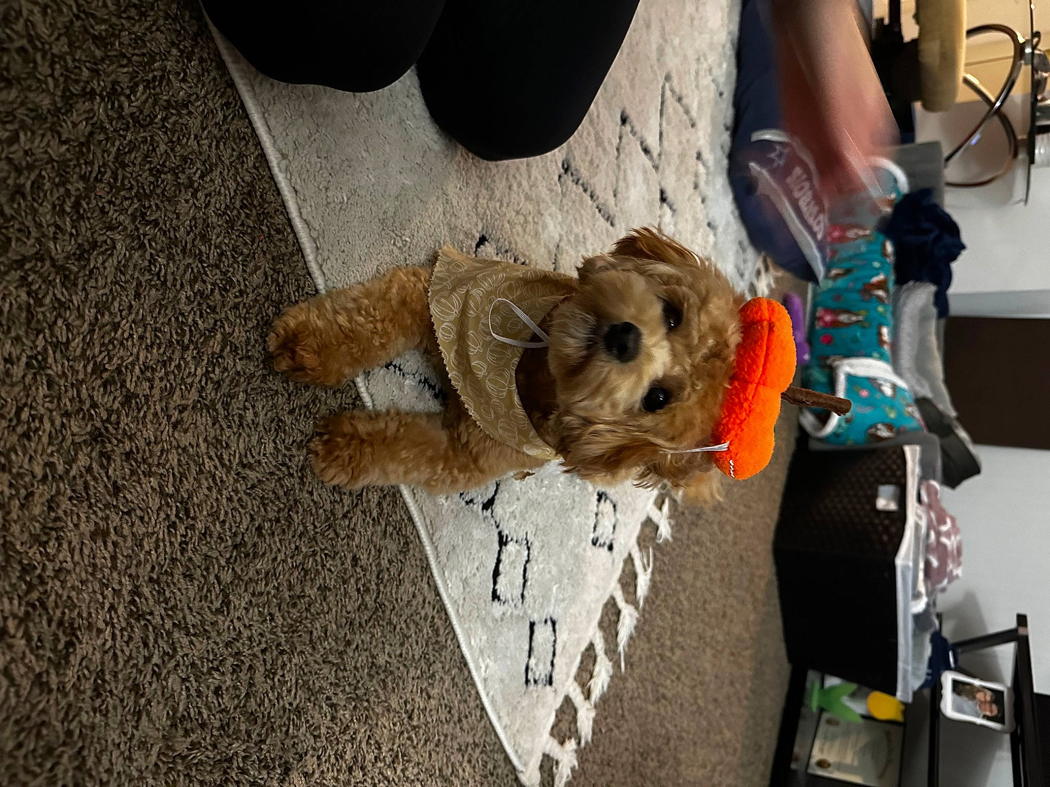 Daisy joined the competition — help win amazing prizes! art, asphalt, canidae, companion_dog, dog_breed, fawn, flooring, fur, hat, plush, road_surface, shoe, sporting_group, stuffed_toy, toy, wood