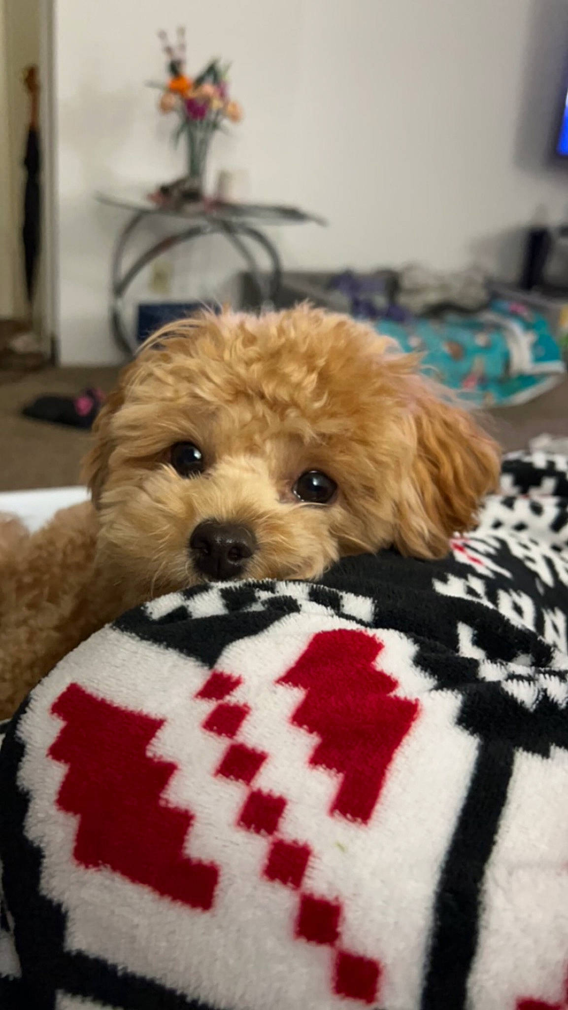 Daisy is registered to the contest to win money with this photo: canidae, carnivore, comfort, companion_dog, dog, dog_breed, dog_supply, fur, labradoodle, linens, pattern, pet_supply, plant, snout, sporting_group, terrestrial_animal, terrier, toy, toy_dog, working_animal