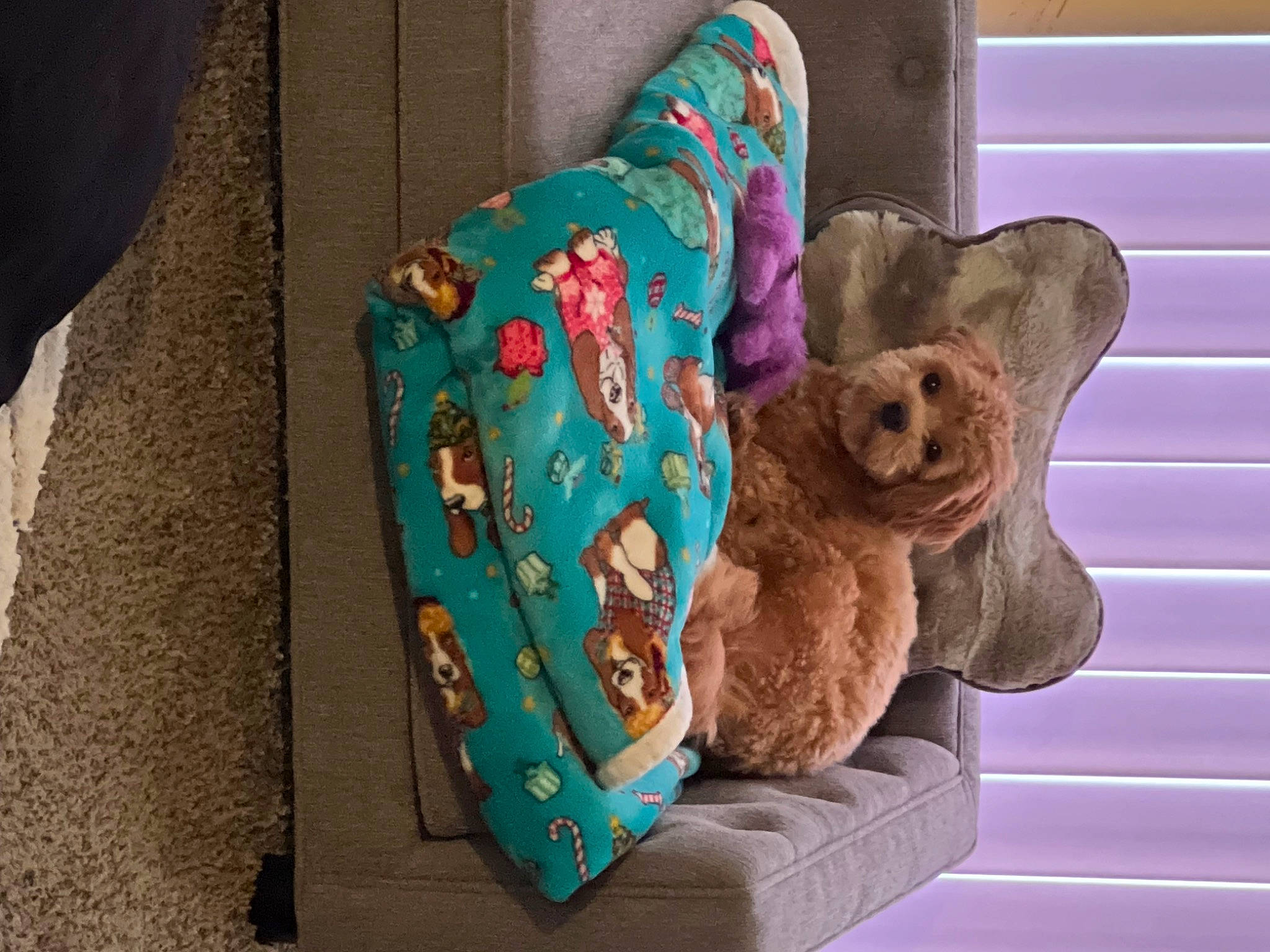 Daisy joined the competition — help win amazing prizes! baby_toys, bag, baking, bear, brown, chair, comfort_food, fashion_accessory, fur, magenta, plush, room, shelf, stuffed_toy, teddy_bear, toy