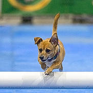 Rusty joined the competition — help win amazing prizes! action, animal, blue_floor, brown_dog, collar, cute, determined, dog, ears, fast, focused, hurdle, indoor, jumping, movement, pet, playful, small_dog, sport, training
