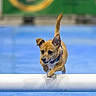 action, animal, blue_floor, brown_dog, collar, cute, determined, dog, ears, fast, focused, hurdle, indoor, jumping, movement, pet, playful, small_dog, sport, training