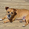 animal, brown_dog, canine, daylight, dog, domestic_animal, fur, laying_down, looking_at_camera, nature, one_ear_up, outdoor, paw, pet, quiet, relaxed, shadow, small_dog, sunlight, wooden_deck