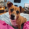 bed, blanket, blue_sheet, brown_dog, calendar, canine, close_up, collar, curious, dog, floor, furniture, heart_pattern, home, indoor, pet, picture_frame, pink_blanket, room, television