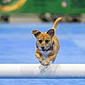active, agility, animal, blue_floor, brown_dog, canine, collar, dog, ears, energetic, fast, focused, jumping, leaping, midair, obstacle, outdoor, pet, playful, small_dog