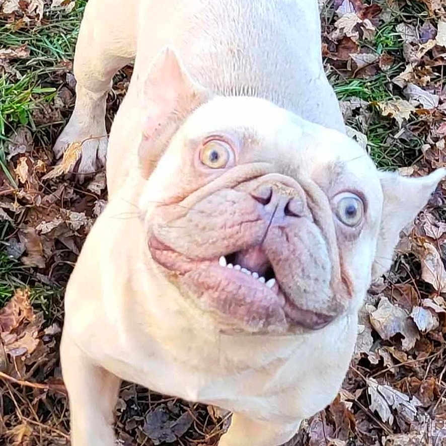 Pinky joined the competition — help win amazing prizes! animal, bostonbull, boxer, bulldog, canine, dog, frenchbulldog, pet, pig, pitbull, puppy