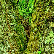 Elvira participe au concours pour gagner de l'argent avec cette photo : cat, tabby, tree, moss, forest, greenery, nature, wildlife, animal, outdoor, curious, peeking, trunk, foliage, leaves, camouflage, branch, woodland, plant, environment