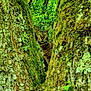 cat, tabby, tree, moss, forest, greenery, nature, wildlife, animal, outdoor, curious, peeking, trunk, foliage, leaves, camouflage, branch, woodland, plant, environment