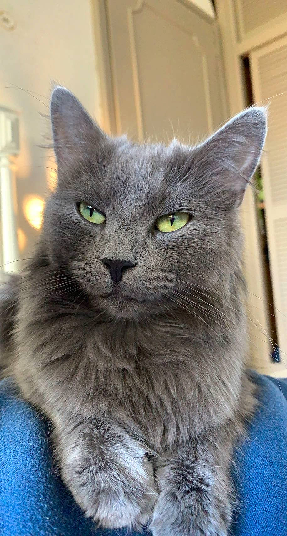 Romy participe au concours pour gagner de l'argent avec cette photo : british_longhair, carnivore, cat, domestic_short_haired_cat, electric_blue, felidae, fur, grey, russian_blue, small_to_medium_sized_cats, snout, terrestrial_animal, whiskers