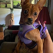 Lucy is registered to the contest to win money with this photo: brown_dog, close_up, couch, curious, decor, dog, ears, eyes, fur, furniture, hand, indoor, lamp, living_room, nail_polish, painting, pet, purple_harness, small_dog, wooden_sculpture