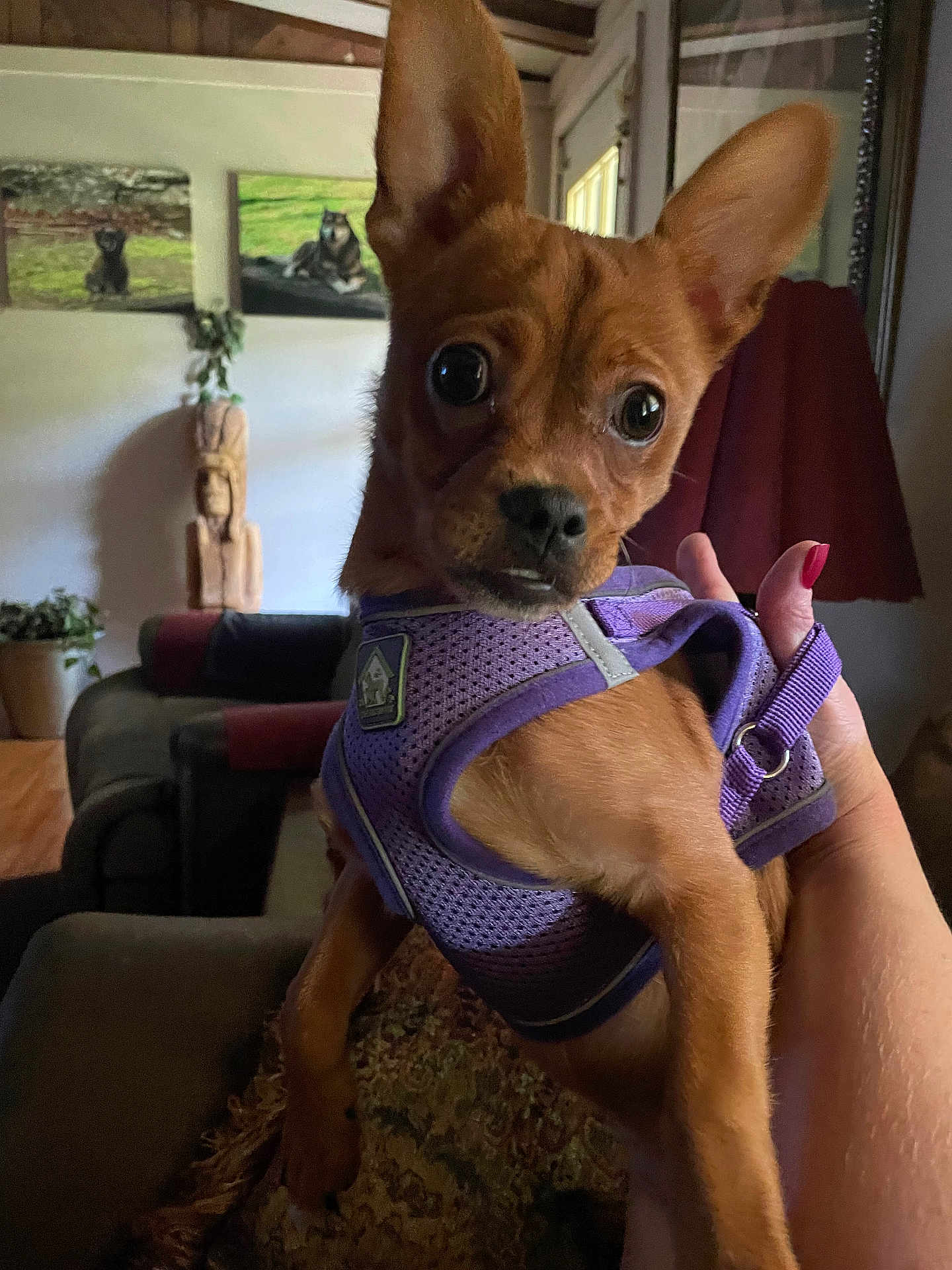 Lucy is registered to the contest to win money with this photo: brown_dog, close_up, couch, curious, decor, dog, ears, eyes, fur, furniture, hand, indoor, lamp, living_room, nail_polish, painting, pet, purple_harness, small_dog, wooden_sculpture