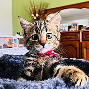 Moustique participe au concours pour gagner de l'argent avec cette photo : kitten, cat, tabby, pet, animal, fluffy, blanket, indoor, closeup, curious, collar, whiskers, feline, cute, young, portrait, cozy, fur, paw, soft