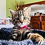 kitten, cat, tabby, pet, animal, fluffy, blanket, indoor, closeup, curious, collar, whiskers, feline, cute, young, portrait, cozy, fur, paw, soft
