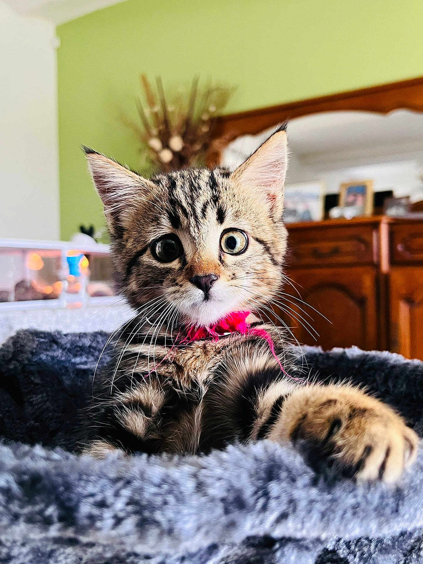 Moustique participe au concours pour gagner de l'argent avec cette photo : kitten, cat, tabby, pet, animal, fluffy, blanket, indoor, closeup, curious, collar, whiskers, feline, cute, young, portrait, cozy, fur, paw, soft