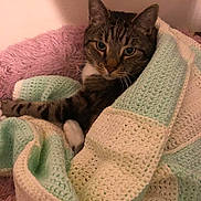 Freddie is registered to the contest to win money with this photo: cat, tabby, blanket, crochet, pink, cushion, cozy, indoor, pet, feline, relaxed, fur, whiskers, paws, resting, comfort, home, animal, cute, portrait