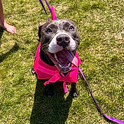 Raven is registered to the contest to win money with this photo: dog, happy, smiling, tongue_out, life_jacket, pink, purple_leash, grass, outdoor, sunny, shadow, pet, canine, animal, playful, summer, closeup, walking, barefoot, daytime