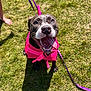 dog, happy, smiling, tongue_out, life_jacket, pink, purple_leash, grass, outdoor, sunny, shadow, pet, canine, animal, playful, summer, closeup, walking, barefoot, daytime