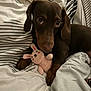 dachshund, puppy, dog, bed, blanket, striped, stuffed_toy, pink, bunny, toy, cute, pet, animal, brown, ears, paw, lying_down, cozy, indoor, soft