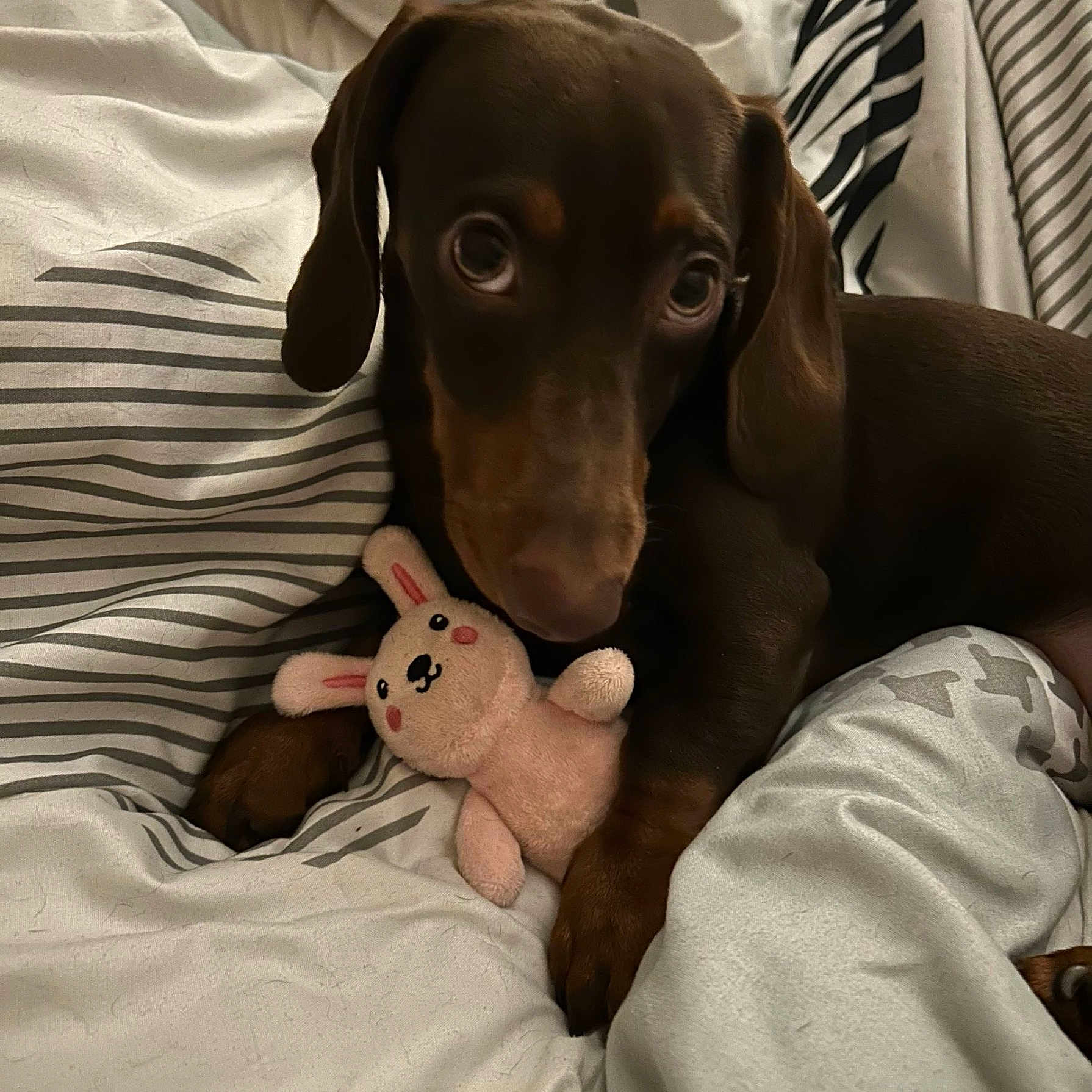 Lulla is registered to the contest to win money with this photo: animal, bed, blanket, brown, bunny, cozy, cute, dachshund, dog, ears, indoor, lying_down, paw, pet, pink, puppy, soft, striped, stuffed_toy, toy