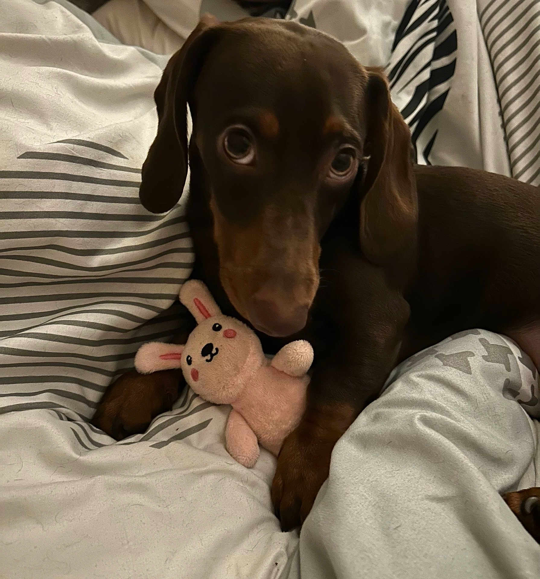 Lulla is registered to the contest to win money with this photo: dachshund, puppy, dog, bed, blanket, striped, stuffed_toy, pink, bunny, toy, cute, pet, animal, brown, ears, paw, lying_down, cozy, indoor, soft