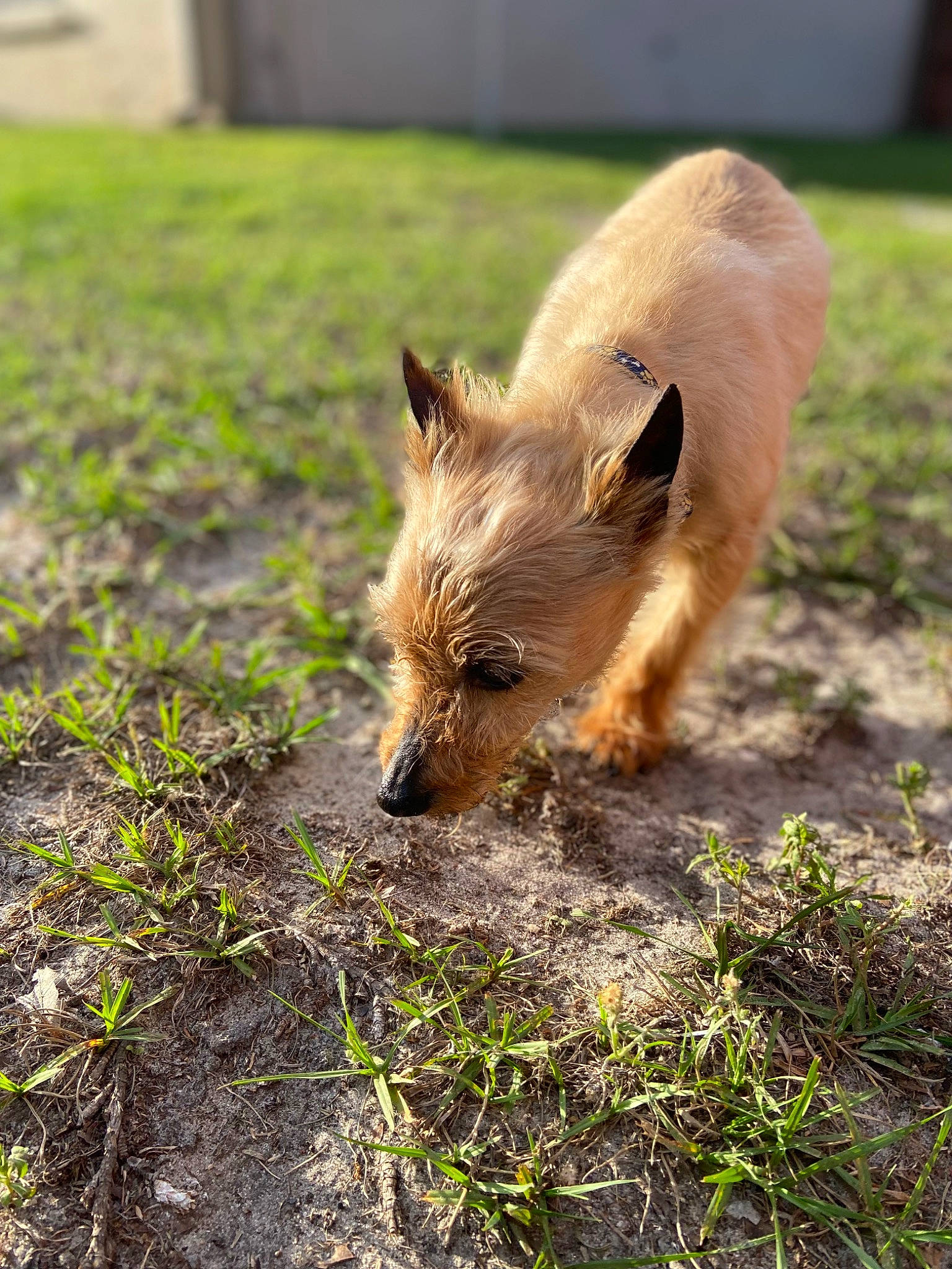 Rags joined the competition — help win amazing prizes! canidae, carnivore, dog_breed, domestic_pig, fawn, fox, fur, grass, grassland, groundcover, landscape, natural_landscape, pasture, plant, prairie, red_fox, snout, soil, suidae, terrestrial_animal