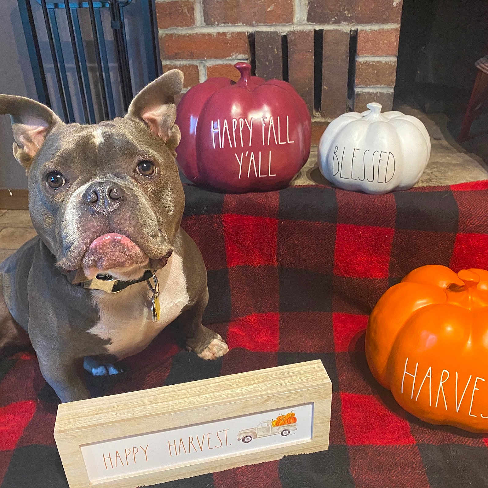 Boost joined the competition — help win amazing prizes! american_bulldog, american_pit_bull_terrier, american_staffordshire_terrier, ancient_dog_breeds, bulldog, canidae, carnivore, companion_dog, dog, dog_breed, fawn, french_bulldog, mammal, molosser, non_sporting_group, old_english_bulldog, olde_english_bulldogge, pit_bull, pumpkin, snout