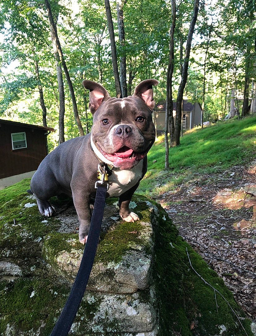 Boost joined the competition — help win amazing prizes! adventure, american_bulldog, american_pit_bull_terrier, american_staffordshire_terrier, canidae, carnivore, companion_dog, dog, dog_breed, fawn, french_bulldog, mammal, non_sporting_group, pit_bull, rare_breed_dog, snout, sporting_group, staffordshire_bull_terrier, tree, vertebrate