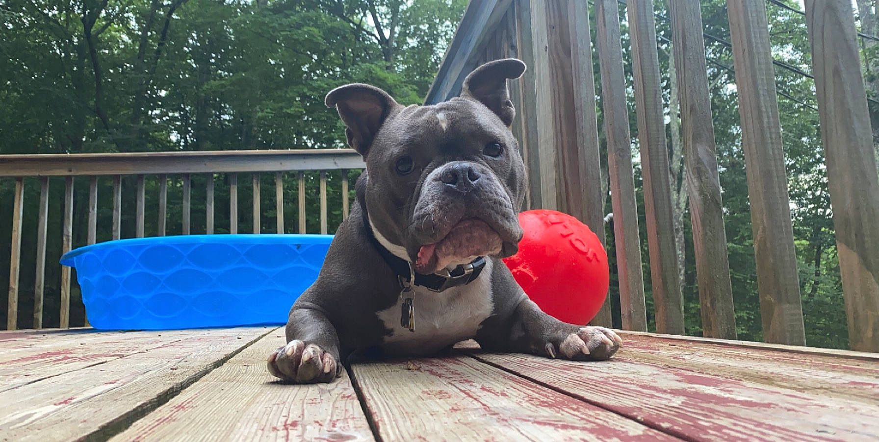 Boost joined the competition — help win amazing prizes! american_bulldog, australian_bulldog, bulldog, canidae, carnivore, companion_dog, dog, dog_breed, dog_collar, fawn, french_bulldog, mammal, molosser, non_sporting_group, old_english_bulldog, olde_english_bulldogge, snout, sporting_group, toy_bulldog, vertebrate