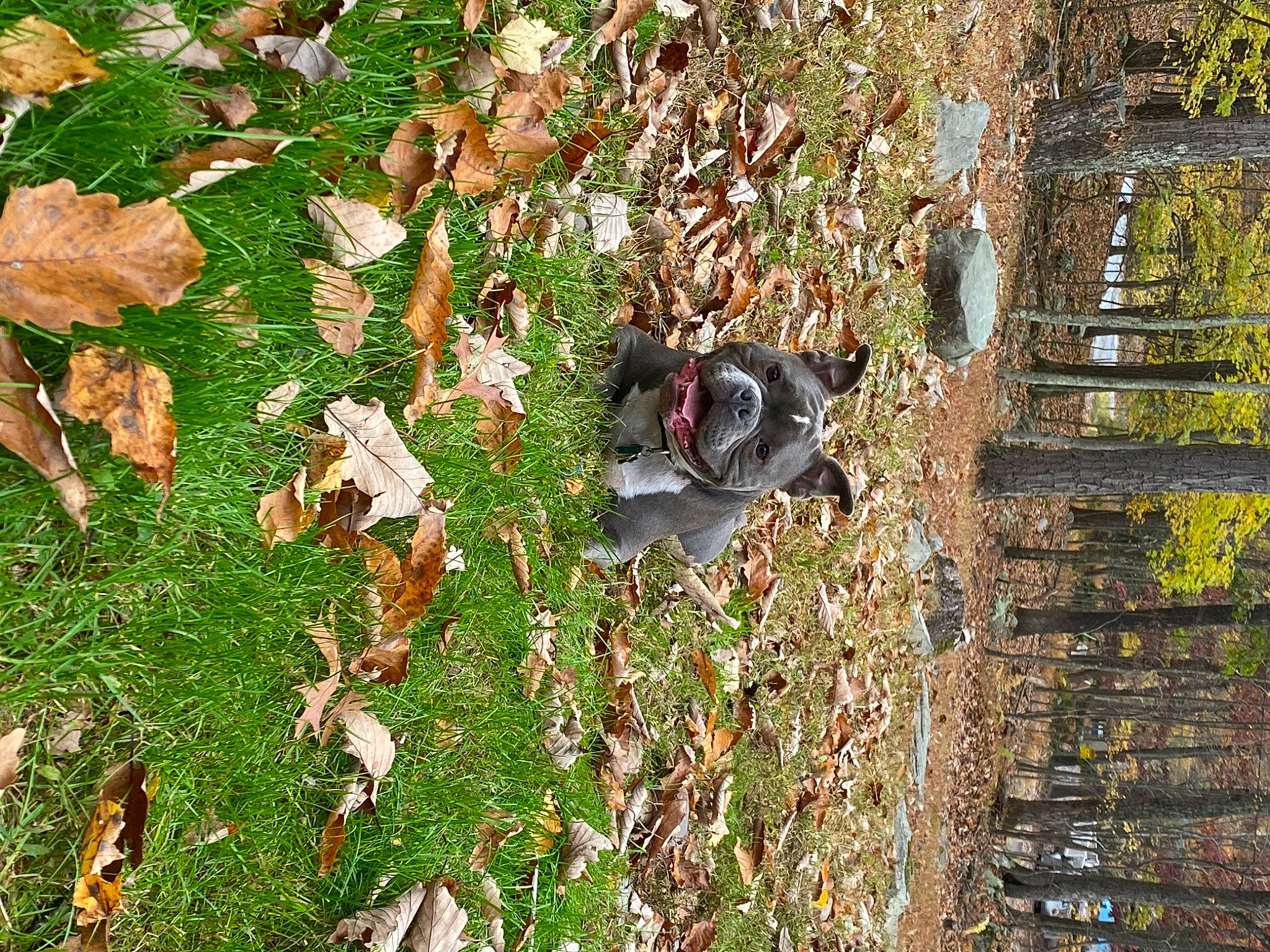 Boost joined the competition — help win amazing prizes! autumn, fawn, grass, leaf, litter, plant, tree