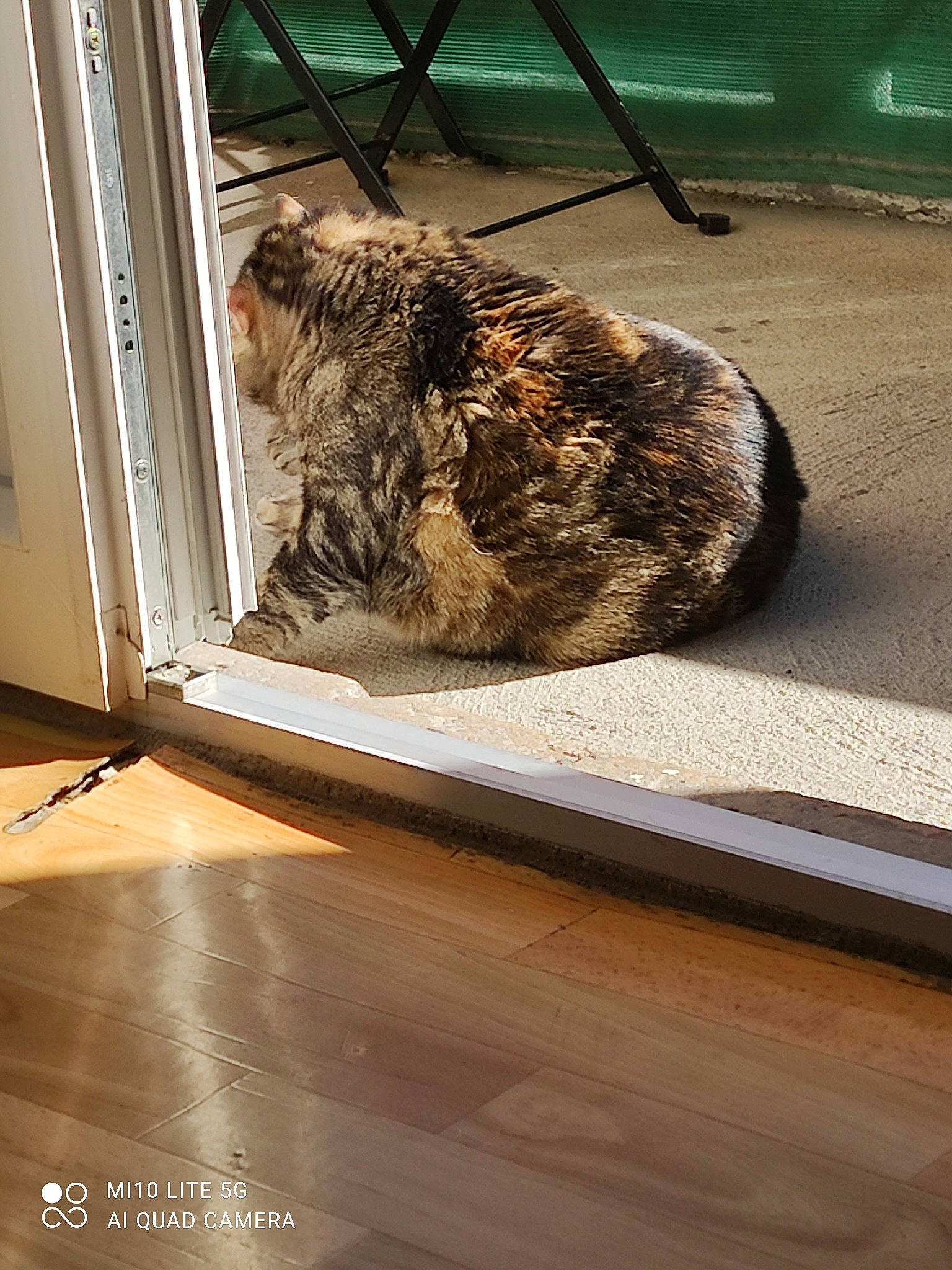 Pitchounette a rejoint le concours — aidez-le/la à gagner de superbes lots ! big_cats, carnivore, fawn, felidae, floor, flooring, fur, glass, hardwood, leopard, room, shade, small_to_medium_sized_cats, tail, terrestrial_animal, tints_and_shades, whiskers, wildlife, window, wood