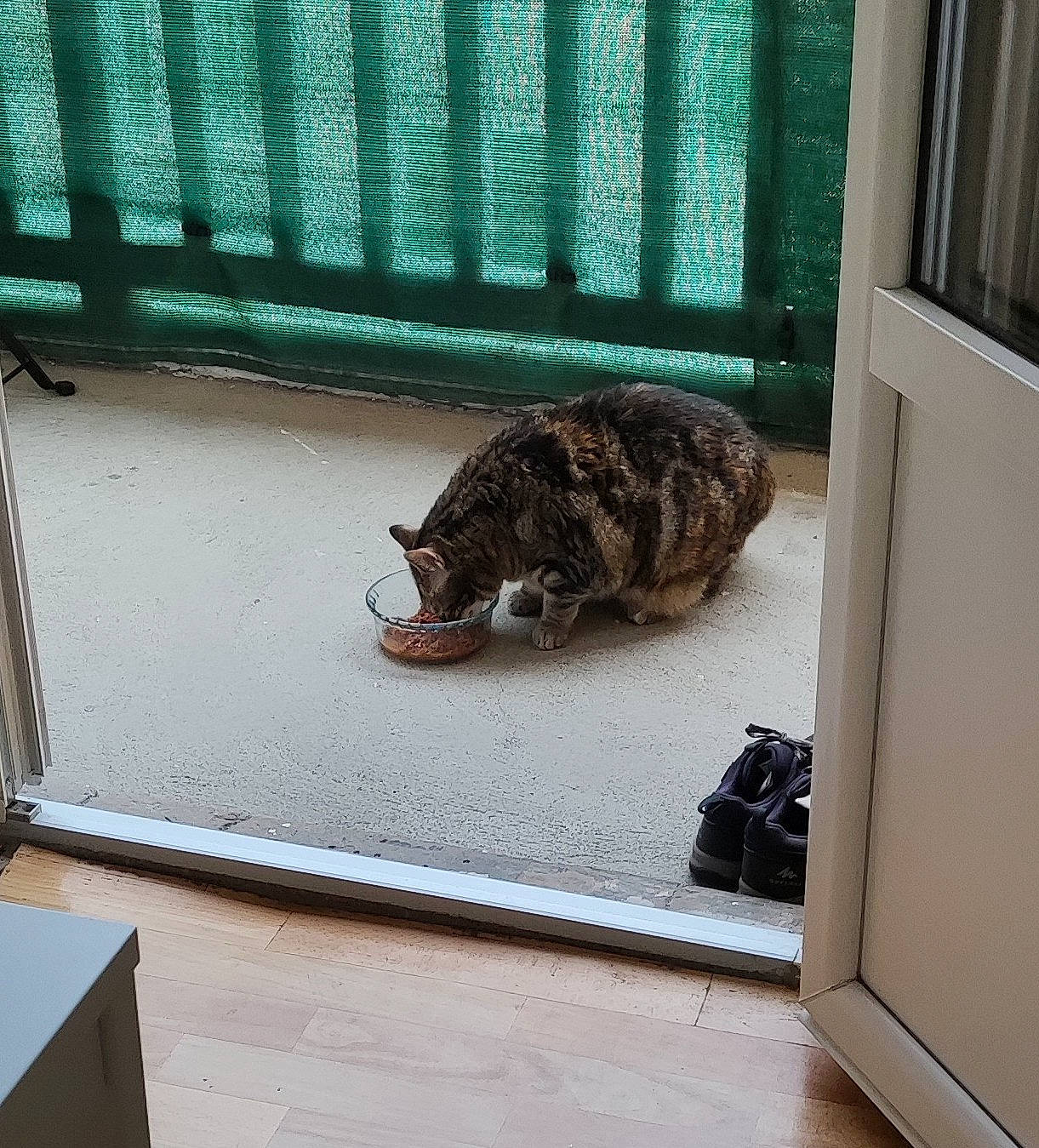 Pitchounette a rejoint le concours — aidez-le/la à gagner de superbes lots ! animal_shelter, carnivore, cat, domestic_short_haired_cat, felidae, floor, flooring, fur, hardwood, mammal, room, small_to_medium_sized_cats, tail, terrestrial_animal, vertebrate, whiskers, wildlife, wood