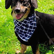 Fred joined the competition — help win amazing prizes! dog, black_and_tan, bandana, grass, outdoor, pet, canine, happy, smiling, tongue_out, leash, nature, sunlight, fur, ears, portrait, animal, greenery, friendly, playful