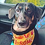 Fred is registered to the contest to win money with this photo: dog, bandana, car_interior, seat, paw_print, yellow, black_dog, brown_eyes, pet, leash, window, trees, nature, close_up, cute, animal, companion, portrait, sitting, friendly