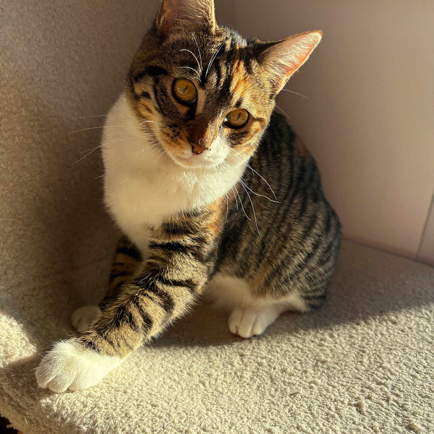 Mamaw participe au concours pour gagner de l'argent avec cette photo : abyssinian, animal, cat, chair, couch, furniture, hardwood, kitten, manx, pet, siamese, wood