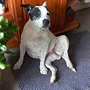 Gyna a rejoint le concours — aidez-le/la à gagner de superbes lots ! dog, indoor, rug, wooden_furniture, television, plant, floor, black_and_white, pet, sitting, relaxed, ear, carpet, living_room, home, domestic, animal, cute, portrait, houseplant