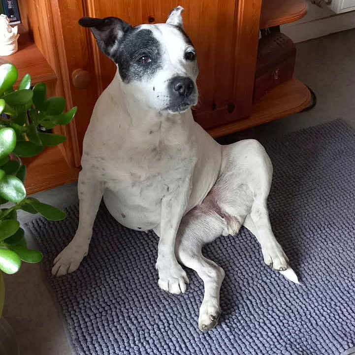 Gyna a rejoint le concours — aidez-le/la à gagner de superbes lots ! animal, black_and_white, carpet, cute, dog, domestic, ear, floor, home, houseplant, indoor, living_room, pet, plant, portrait, relaxed, rug, sitting, television, wooden_furniture