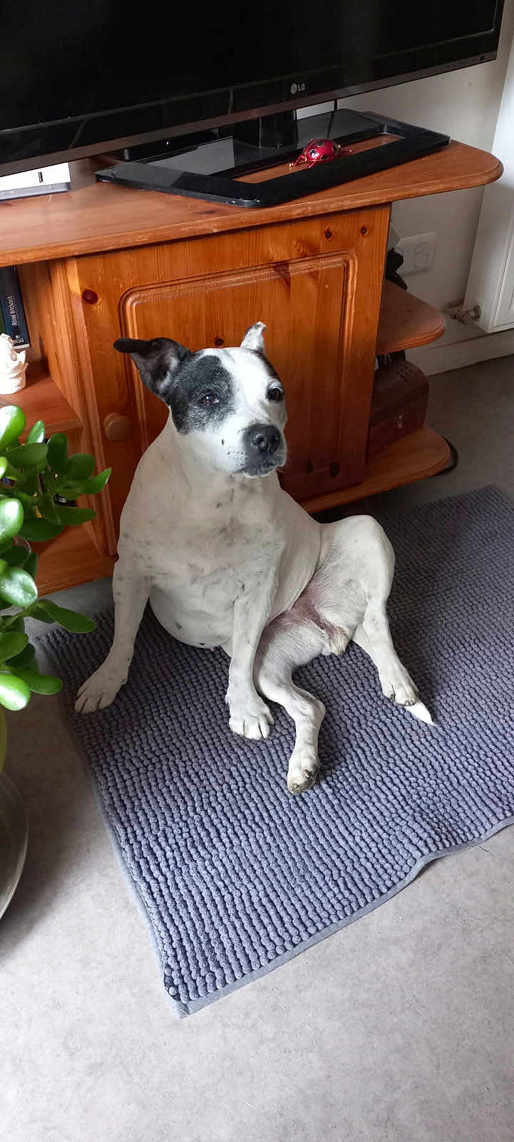 Gyna a rejoint le concours — aidez-le/la à gagner de superbes lots ! dog, indoor, rug, wooden_furniture, television, plant, floor, black_and_white, pet, sitting, relaxed, ear, carpet, living_room, home, domestic, animal, cute, portrait, houseplant