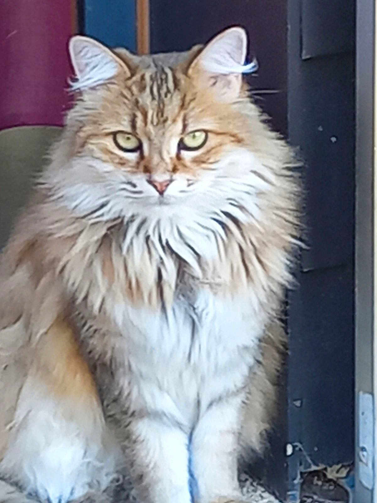 Nala