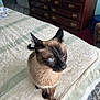 cat, siamese_cat, blue_eyes, bed, bedspread, furniture, dresser, indoor, pet, animal, whiskers, fur, domestic_cat, looking_away, cozy, home, mammal, cute, small, curious